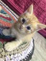 Лот: 19240694. Фото: 7. Котята в добрые руки