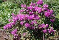 Лот: 13842593. Фото: 2. Рододендрон Ледебура ( Rhododendron... Семена, рассада, садовые растения
