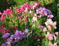 Лот: 12877433. Фото: 3. Семена кларкии "Радость" - миниатюрные... Для дачи, дома, огорода, бани, парка