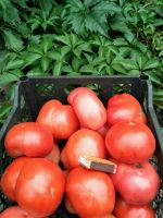 Лот: 14370176. Фото: 2. Домашние помидоры. Продукты