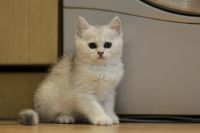 Лот: 11739425. Фото: 4. Британский котенок 2 мес - девочка2... Красноярск