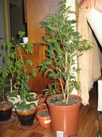 Лот: 17295277. Фото: 6. Фикус Бенджамина в горшке.