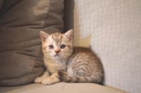 Лот: 7222473. Фото: 3. Прямоухий шотландец))). Растения и животные