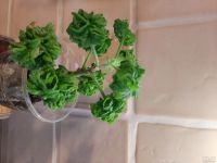 Лот: 17270871. Фото: 2. Пеларгония P graveolens cv Bontrosai. Комнатные растения и уход