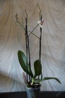Лот: 5628394. Фото: 2. Орхидея Phalaenopsis белая в крап... Комнатные растения и уход