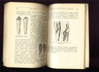 Лот: 21287969. Фото: 14. Н.Старк. Враги леса.* 1929 год...