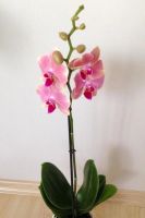 Лот: 6322150. Фото: 2. Орхидея цветущая редкого окраса. Комнатные растения и уход