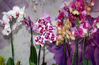 Лот: 6373023. Фото: 3. Орхидея Фаленопсис. Сувениры, подарки
