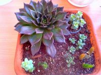 Лот: 10094380. Фото: 2. Синокрассула денсирозулата Sinocrassula... Комнатные растения и уход