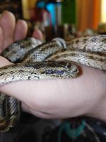 Лот: 15321807. Фото: 4. Пара узорчатых полозов. Красноярск