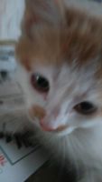 Лот: 8878898. Фото: 2. Котята рыжие красавцы 1,5 месяца. Животные и уход