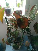 Лот: 17558970. Фото: 6. Филодендрон сканденс