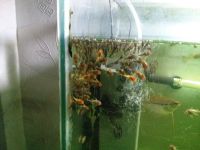 Лот: 4050486. Фото: 2. анциструсы молодь. Аквариумистика