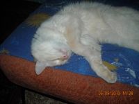 Лот: 4073486. Фото: 3. отдам кота в хорошие руки. Растения и животные