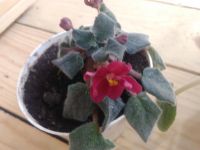 Лот: 9420927. Фото: 2. Фиалка,бордовая. Комнатные растения и уход
