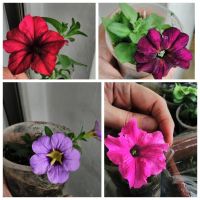 Лот: 15677913. Фото: 2. Рассада вегетативной петунии. Семена, рассада, садовые растения