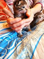 Лот: 19623534. Фото: 2. Котята. Животные и уход