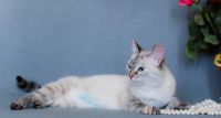 Лот: 9692982. Фото: 3. Кошка красавица в хорошие руки. Растения и животные