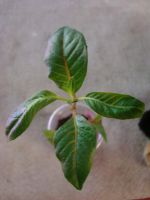 Лот: 4040434. Фото: 4. Фуксия махровая White King. Красноярск