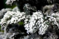 Лот: 12612446. Фото: 2. Елка Заснеженная + доставка... Новый год!