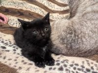 Лот: 18130591. Фото: 2. Котенок. Животные и уход