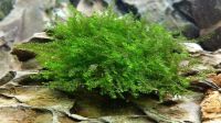 Лот: 15248016. Фото: 5. Мох Королевский Queen moss для...