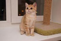 Лот: 6359929. Фото: 3. Золотая зеленоглазая британочка. Растения и животные