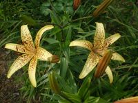 Лот: 4223068. Фото: 3. Лилия неприхотливая азиатка. Для дачи, дома, огорода, бани, парка