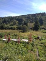 Лот: 10875645. Фото: 7. Дача Петряшино 10 соток с домом...