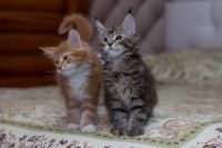 Лот: 11162301. Фото: 4. Котёнок мейн-кун. Родители чемпионы. Красноярск