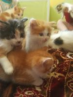Лот: 14372238. Фото: 7. Котята деревенские