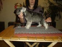 Лот: 724775. Фото: 2. Щенки цверг-шнауцера. Животные и уход