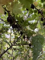 Лот: 25296286. Фото: 19. 3-комн. дача , село Арейское село...