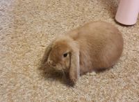 Лот: 24809515. Фото: 4. Декоративный кролик породы Минилоп. Красноярск