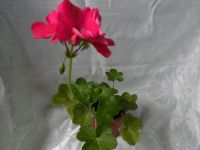 Лот: 3797876. Фото: 2. Пеларгония плющелистная ярко-... Комнатные растения и уход