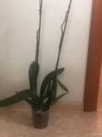 Лот: 14470753. Фото: 2. Орхидея Фаленопсис белая(отцвела... Комнатные растения и уход