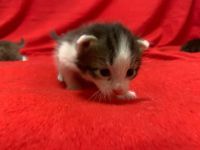 Лот: 18374077. Фото: 5. Котята классные