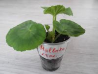 Лот: 9947833. Фото: 3. Сортовая кактусовидная пеларгония... Растения и животные