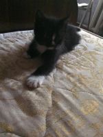 Лот: 4346998. Фото: 2. Отдам в хорошие руки. Животные и уход