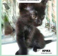 Лот: 17848817. Фото: 5. Отдам котят