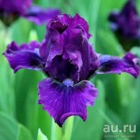 Лот: 13807646. Фото: 2. Ирис Бордюрный Фиолетовый. Семена, рассада, садовые растения