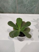 Лот: 14808523. Фото: 3. Эхеверия пульвината (Echeveria... Растения и животные