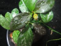 Лот: 13558927. Фото: 3. Хойя .Hoya sp. IR26. Растения и животные