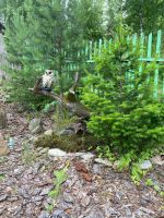 Лот: 20341079. Фото: 4. Дача дом+баня. Красноярск