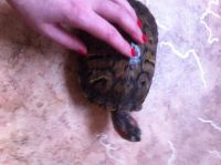 Лот: 5144417. Фото: 3. Красноухая черепаха . Девочка... Красноярск