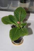 Лот: 4331589. Фото: 2. Глоксиния 7 (зацветает!). Комнатные растения и уход