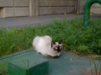 Лот: 1977067. Фото: 2. Балинезийская кошка, сиамка по... Животные и уход