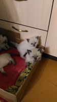Лот: 12188894. Фото: 3. Котята. Растения и животные