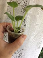 Лот: 9343708. Фото: 2. Фиалка Пастушка (Морев) деточка. Комнатные растения и уход