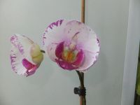 Лот: 6960964. Фото: 3. Орхидея Phal. Lightning цветёт. Растения и животные